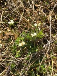 Milky Whitlow-grass thumbnail 2