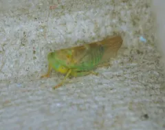 Populicerus obsoletus thumbnail 2