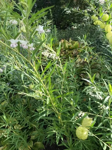 balloonplant