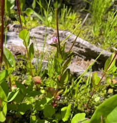 Hornemann's Willowherb thumbnail 4