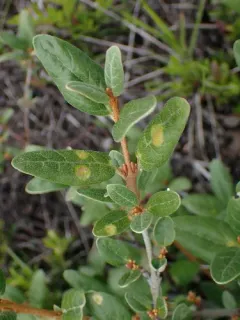 Puccinia caricis-shepherdiae thumbnail 2