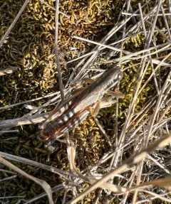 Large-headed Grasshopper thumbnail 4