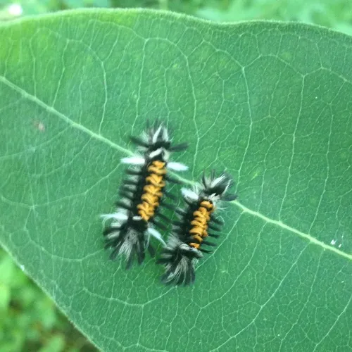 Milkweed Tussock Moth