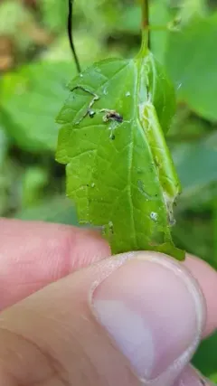 Caloptilia scutellariella thumbnail 1