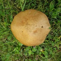 aspen bolete thumbnail 4