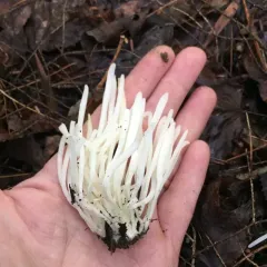 Fairy Fingers thumbnail 3