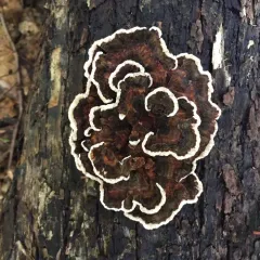 turkey-tail thumbnail 5