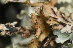 Tremella cetrariicola thumbnail 1