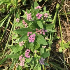 marsh fleabane thumbnail 4