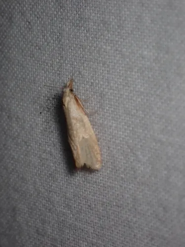 Phtheochroa aegrana