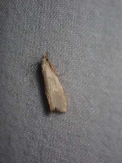 Phtheochroa aegrana thumbnail 1