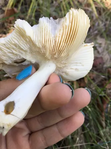 Russula amygdaloides