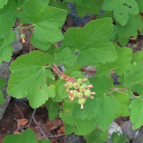 mountain pink currant