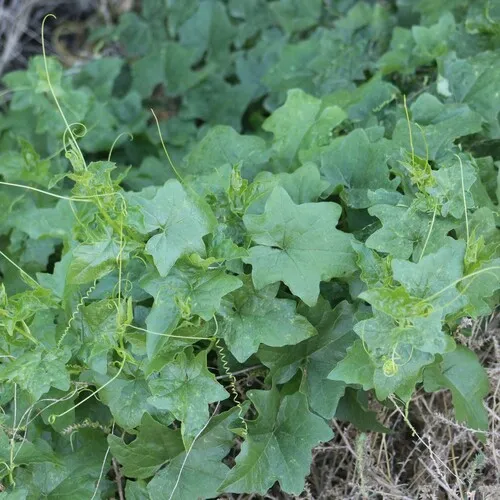 Eastern White-bryony
