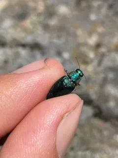 Phaenops gentilis thumbnail 1