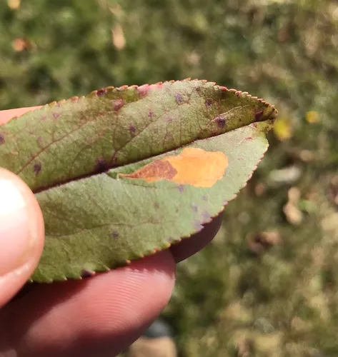 Appleleaf Trumpet Miner