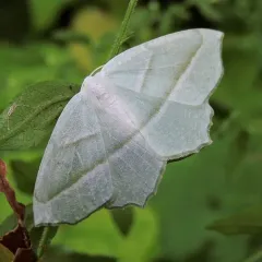 Pale Beauty thumbnail 4