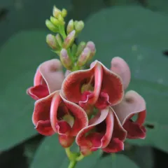 American groundnut thumbnail 2