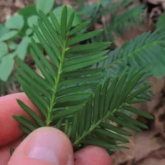 Canada yew thumbnail 3