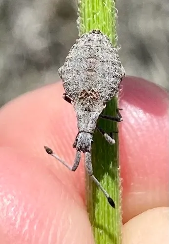 Nisoscolopocerus apiculatus