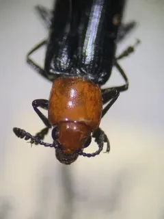 Languria laeta thumbnail 2