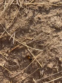 Sphaeropthalma marpesia thumbnail 2