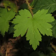 spreading gooseberry thumbnail 4