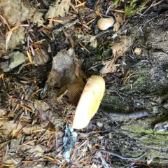 Woolly Pine Spike thumbnail 2