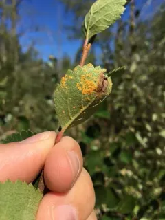 birch rust thumbnail 1