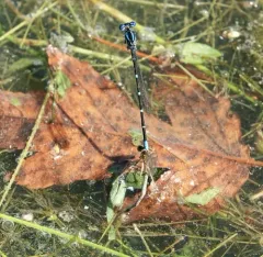 Blue-ringed Dancer thumbnail 2
