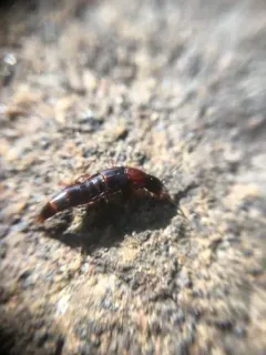 Quedius peregrinus thumbnail 4