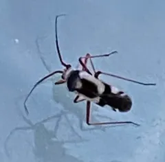 Spotted Spurge Mirid thumbnail 2