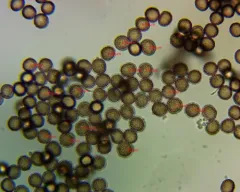 Fuligo leviderma thumbnail 2