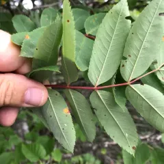 American mountain ash thumbnail 3
