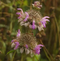 lemon beebalm thumbnail 2