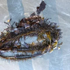 Feather Boa Kelp thumbnail 2