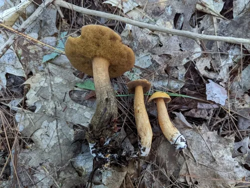spicy suillus