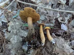 spicy suillus thumbnail 1