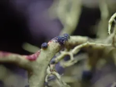 Phacopsis vulpina thumbnail 1