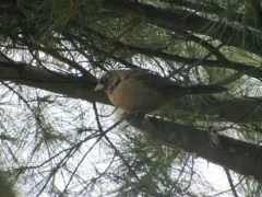 Abert's Towhee thumbnail 4