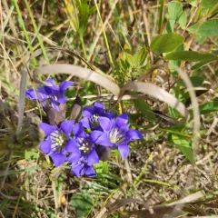 downy gentian thumbnail 2