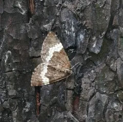 White-banded Carpet Moth thumbnail 3