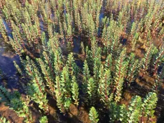 Fourleaf Mare's-tail thumbnail 3