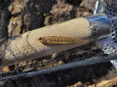 Swamp Darter thumbnail 3