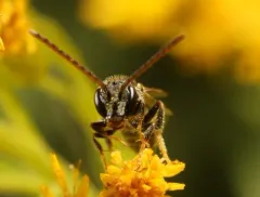 Fox's Sweat Bee thumbnail 3