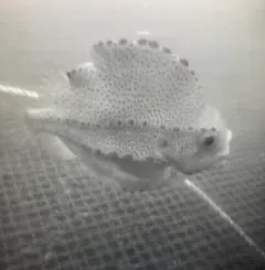 Lumpfish thumbnail 3