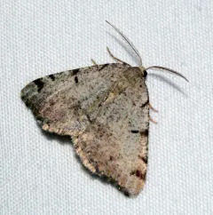 Macaria exauspicata thumbnail 3