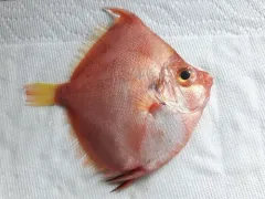 Robust Deepsea Boarfish thumbnail 1