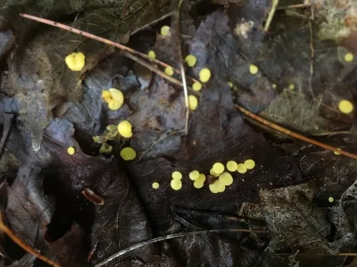 Hymenoscyphus epiphyllus