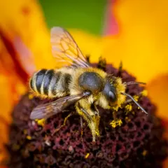 Patchwork Leafcutter Bee thumbnail 4